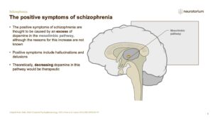 Schizophrenia - Neurobiology and Aetiology - slide 24